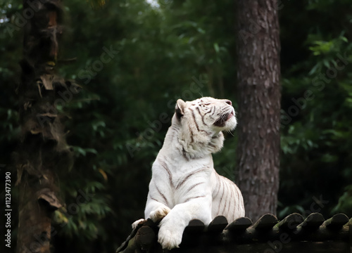 Obraz na płótnie tigre blanc majestueux w salonie