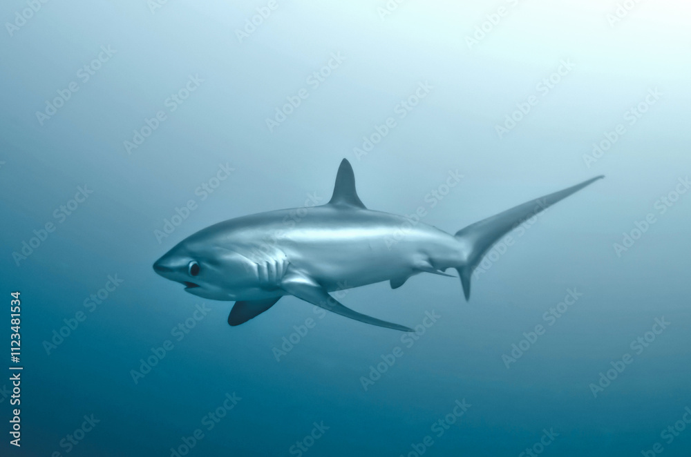 Obraz premium squalo volpe