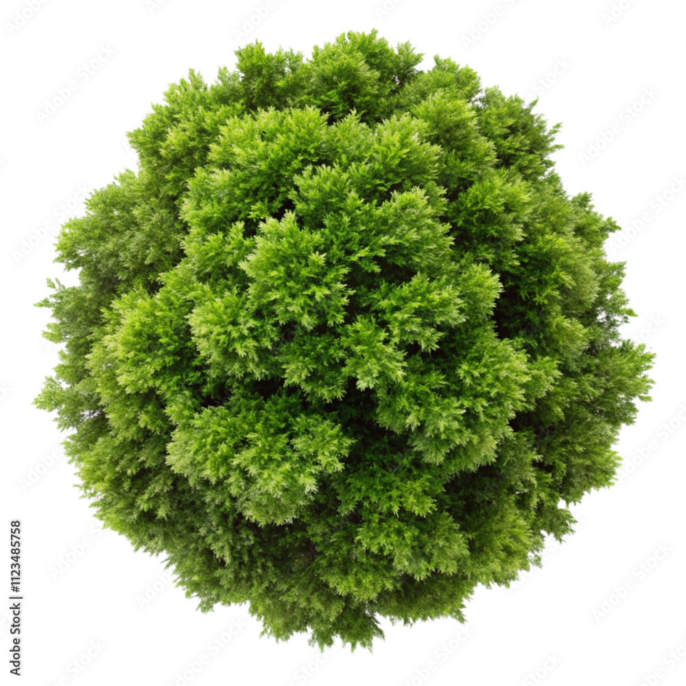 Obraz premium top view of a lush green tree isolated on transparent background