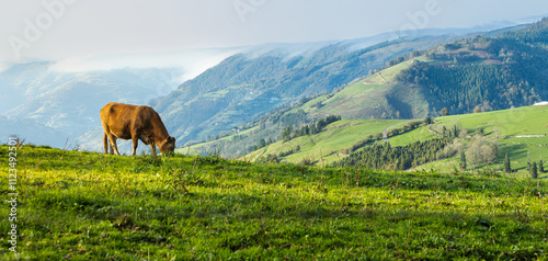 Cow grazing on a green hillside with scenic mountain views. Landscape. Livestock fair. photo