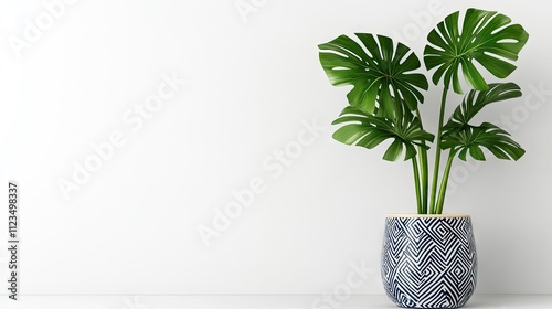 A beautiful monstera plant is displayed in a blue and white chinoiserie vase, adding a touch of elegance to any interior. The solid background emphasizes the plant's vibrant greens