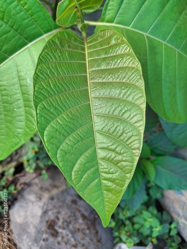 close-up of Neolamarckia cadamba leaf photo