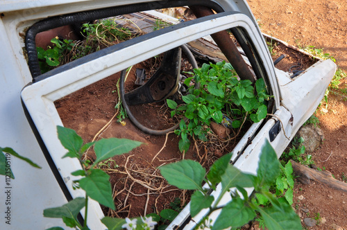 old car plants in a garden photo