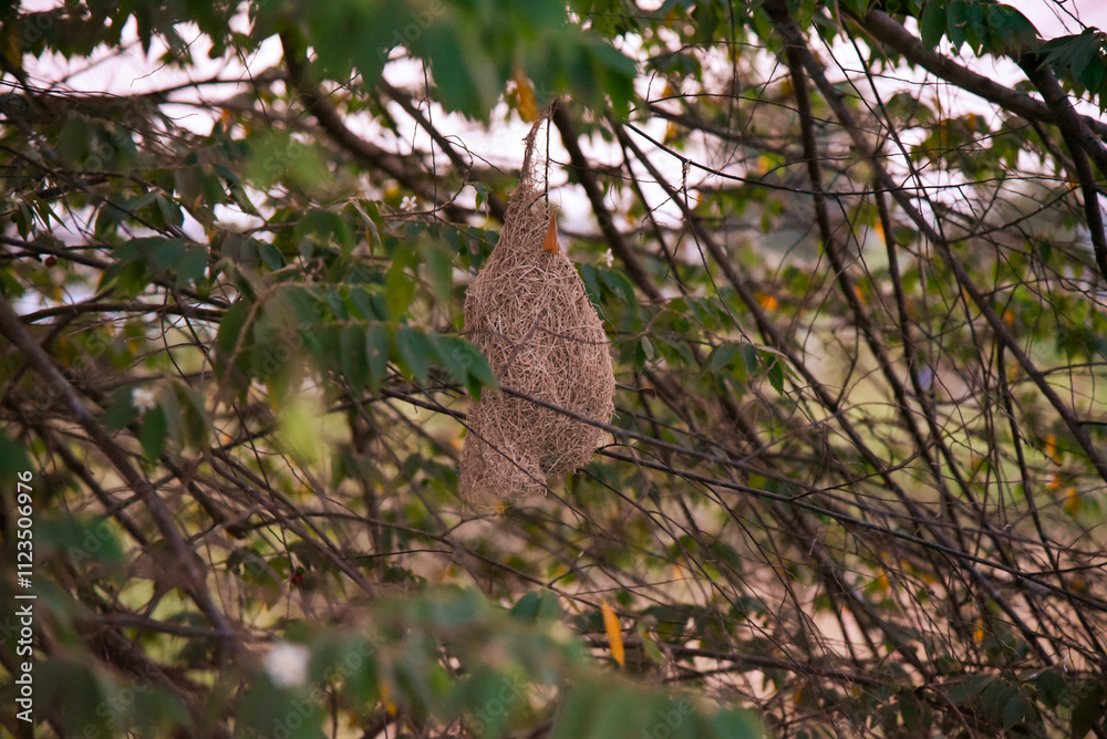Fototapeta premium bird nest environment wildlife nature