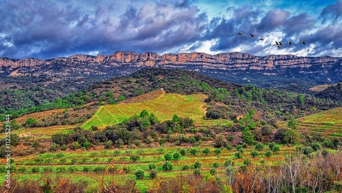 Poboleda - oliveres i vinyes (serra Montsant al fons) - Priorat photo