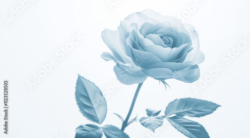 A beautiful blue rose, isolated against a white background. The photograph depicts a single light pastel blue color rose with leaves and stem in the foreground
