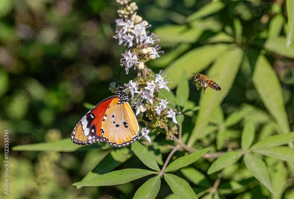 Sultan butterfly (Danaus chrysippus) flying in the Mugla region of Turkey