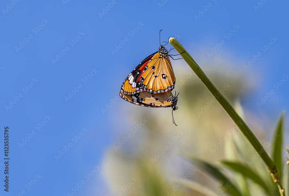 Sultan butterfly (Danaus chrysippus) flying in the Mugla region of Turkey