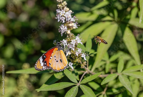 Obraz na płótnie Sultan butterfly (Danaus chrysippus) flying in the Mugla region of Turkey w salonie