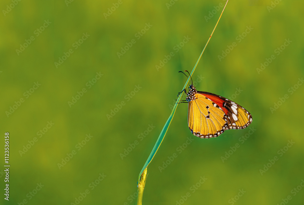 Sultan butterfly (Danaus chrysippus) flying in the Mugla region of Turkey
