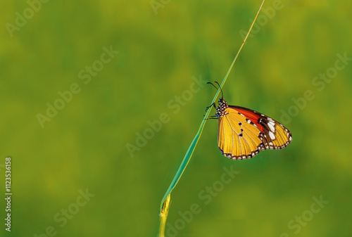Obraz na płótnie Sultan butterfly (Danaus chrysippus) flying in the Mugla region of Turkey w salonie