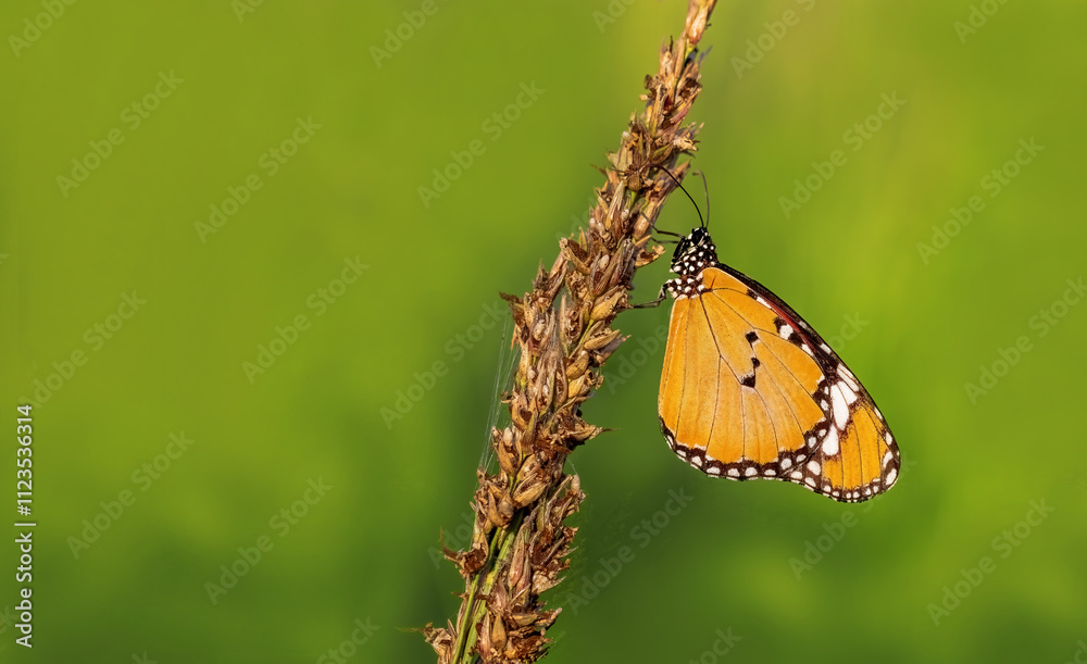 Sultan butterfly (Danaus chrysippus) flying in the Mugla region of Turkey