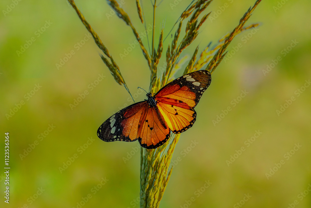 Sultan butterfly (Danaus chrysippus) flying in the Mugla region of Turkey
