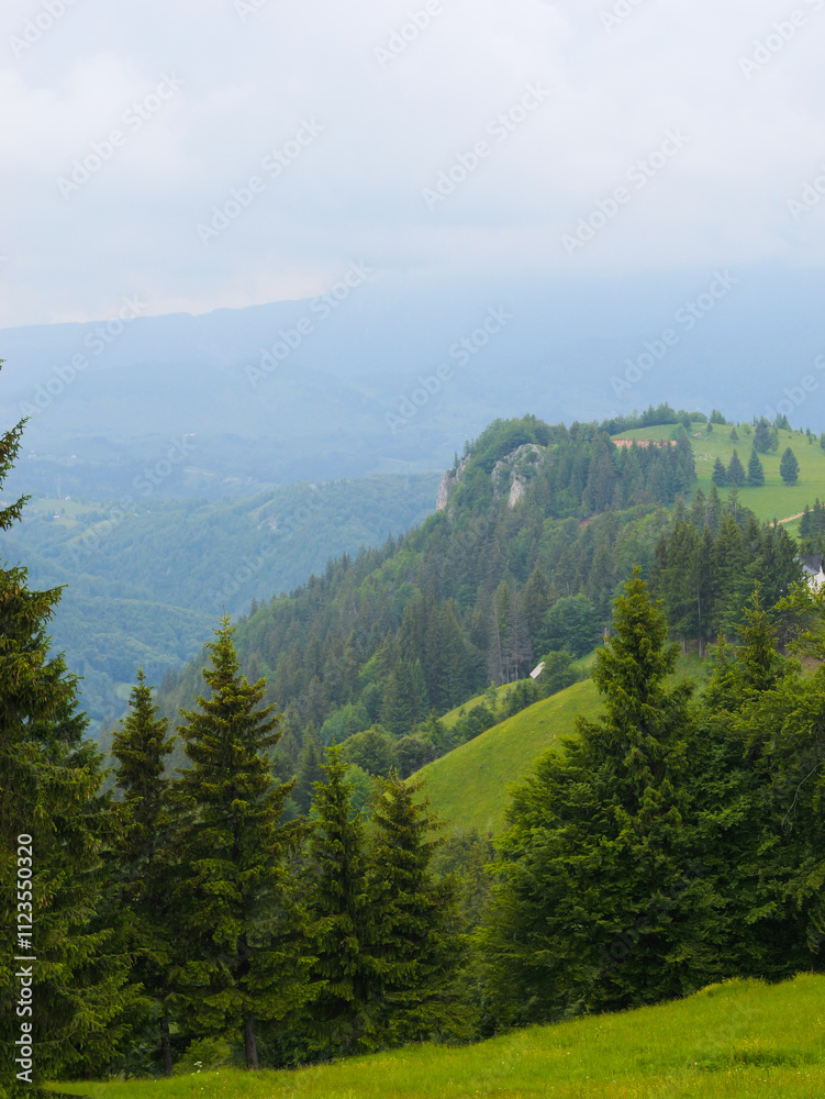 Fototapeta premium Mountain landscape, fir forest and rocks in the mountains. Panorama of beautiful countryside of Romania.