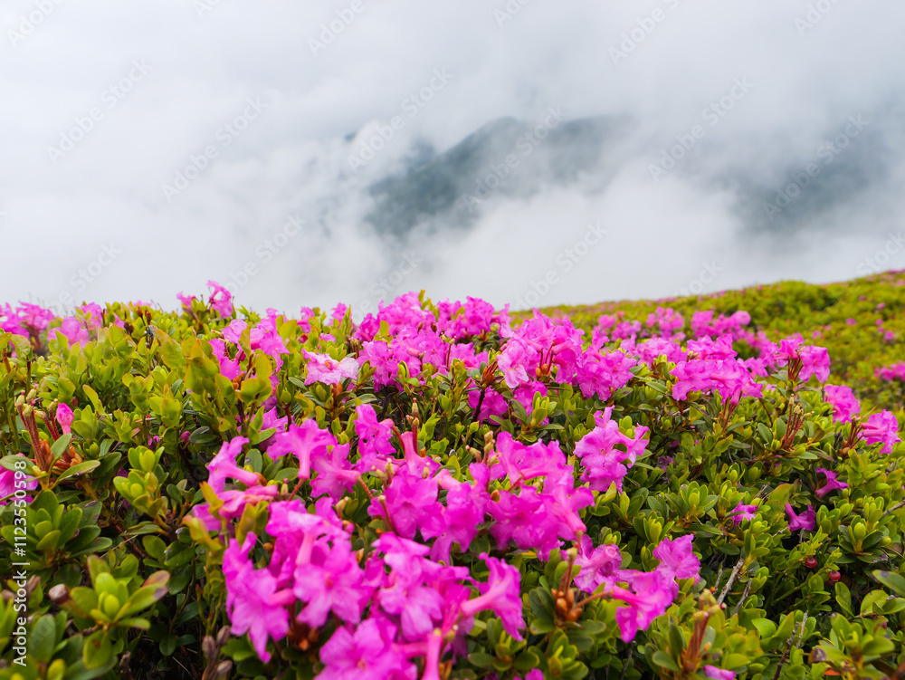Obraz premium Magic pink rhododendron flowers on summer mountain in Romania.