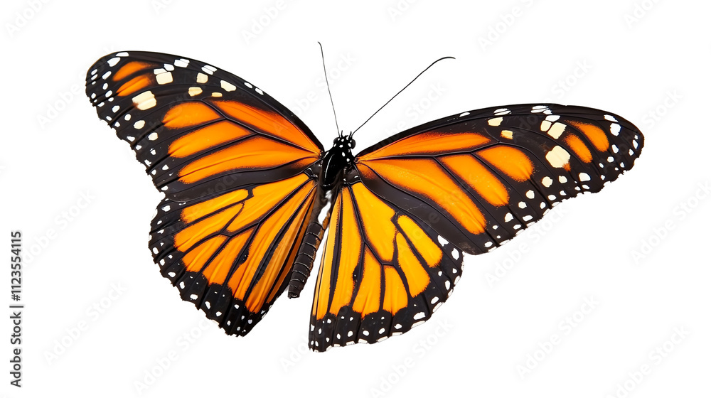 Obraz premium A vibrant monarch butterfly displaying striking orange and black wings in flight.