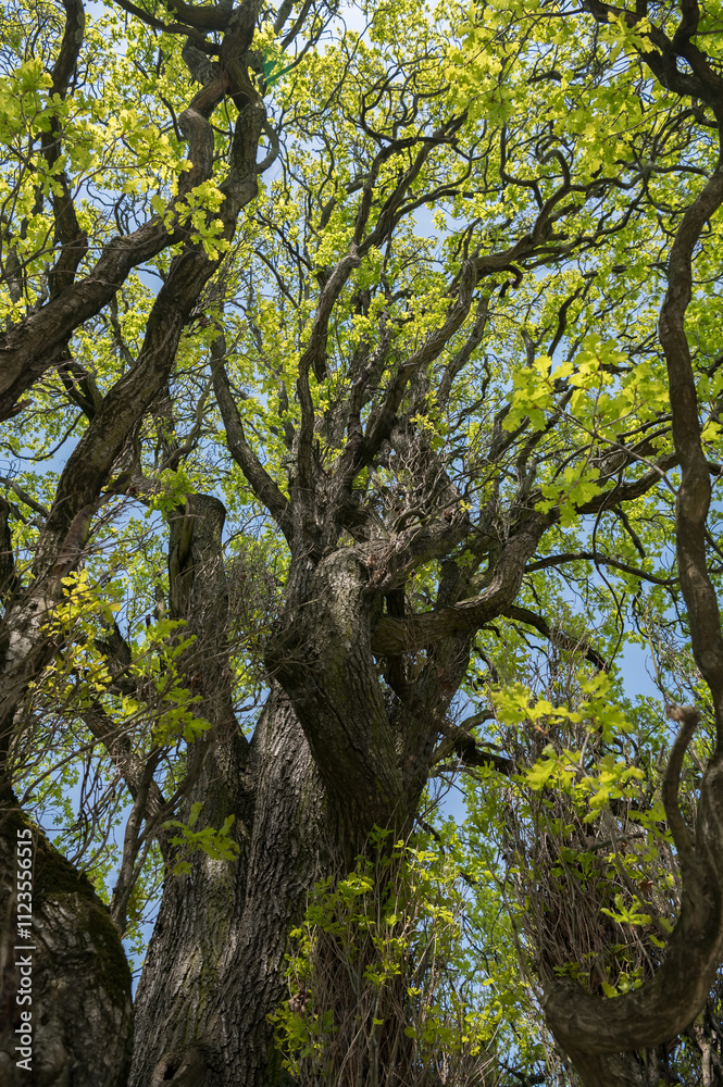 Fototapeta premium trees in the park