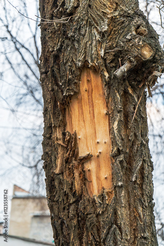 Detailed close-up of a tree trunk showcasing its rough, textured bark with a visible patch of stripped wood. The natural patterns and contrasting textures highlight the raw beauty of the tree