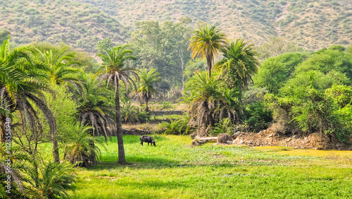 Black cow staying in the green field. The bull is grazing.	 photo