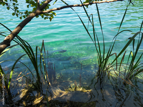 Clear water with aquatic plants near shore