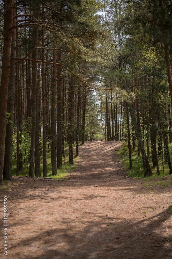 Fototapeta premium The road in the forest