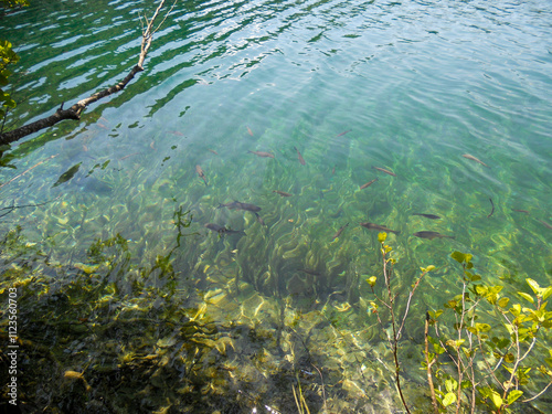 Clear water reveals underwater life in nature photo