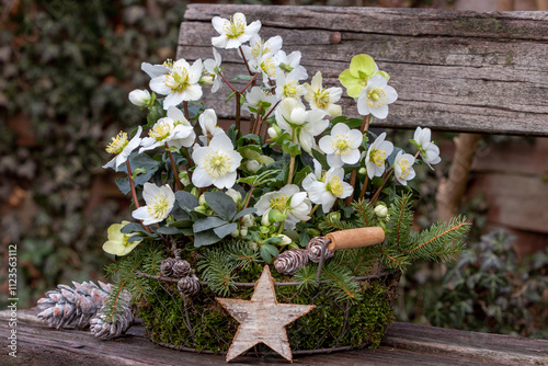Fotografie Christrosen (Helleborus niger ) im Korb mit Moos im Wintergarten