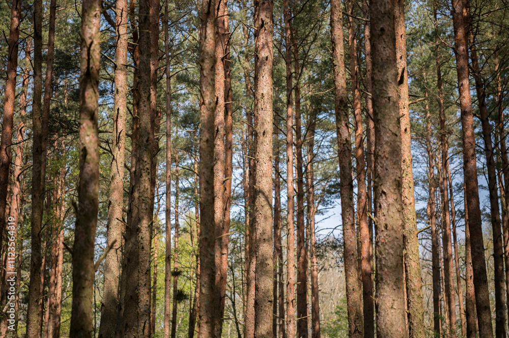 Fototapeta premium trees in the forest