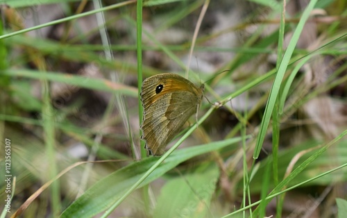 Papillon mâle Myrtil, Meadow Brown (Maniola jurtina) posé dans l'herbe.