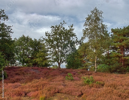 The Heath landscape in autumn, plants have already faded, the grass has mostly dried up, but the trees and bushes have green leaves, an atmosphere that already shows melancholy at the end of the year