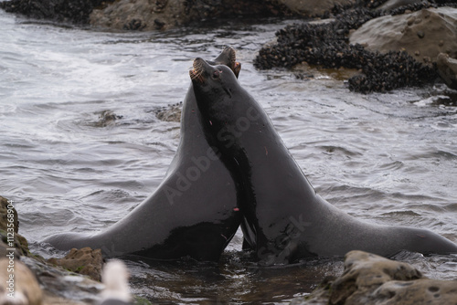 Bull California Sea Lions Fighting photo