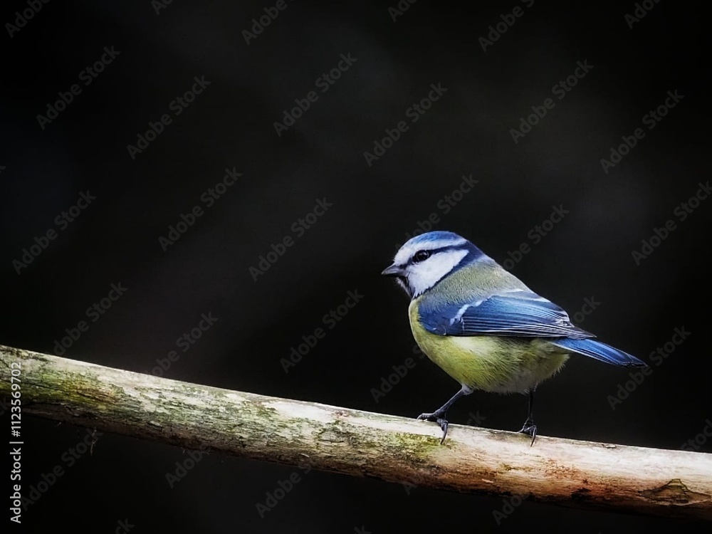 Obraz premium Eurasian Blue Tit (Cyanistes caeruleus) Cute blue bird, birdwatching 