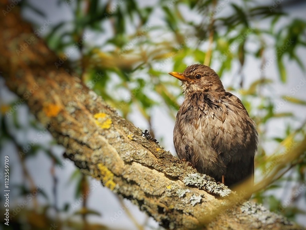 Eurasian Blackbird (Turdus merula) Cute bird and black bird Eurasian Blackbird (Turdus merula) Cute bird and black bird