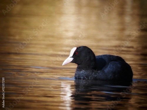 Eurasian Coot (Fulica atra) Black watter bird	 photo