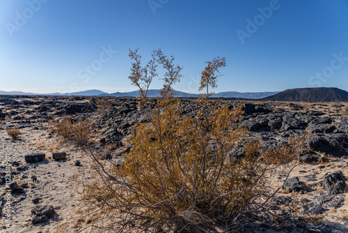 Larrea tridentata, creosote bush and greasewood as a plant, chaparral, Mojave Desert. Amboy Crater / dormant cinder cone volcano,lava field. San Bernardino County, California. Basin and Range Province photo