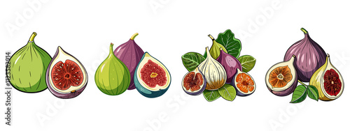 Fresh, ripe, purple whole and half fig fruit, standing in a sketch style, isolated on a transparent background.