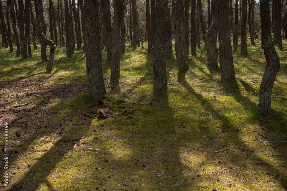 Obraz premium path in the forest