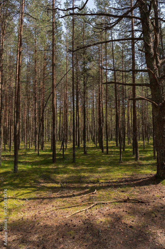 Obraz premium Trees in a pine forest