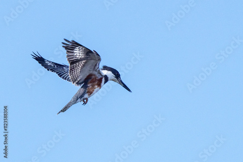 A belted kingfisher (Megaceryle alcyon), that appears to be female, flying in a blue sky over Emerson Point, Florida