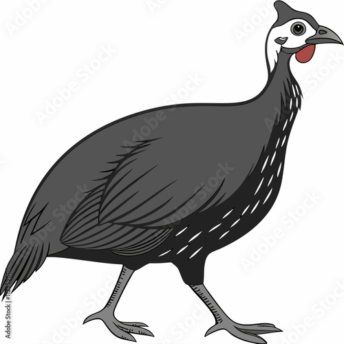 guinea fowl bird