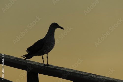 Gaviota al atardecer