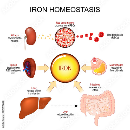Iron homeostasis. Hemochromatosis and Iron deficiency anemia.