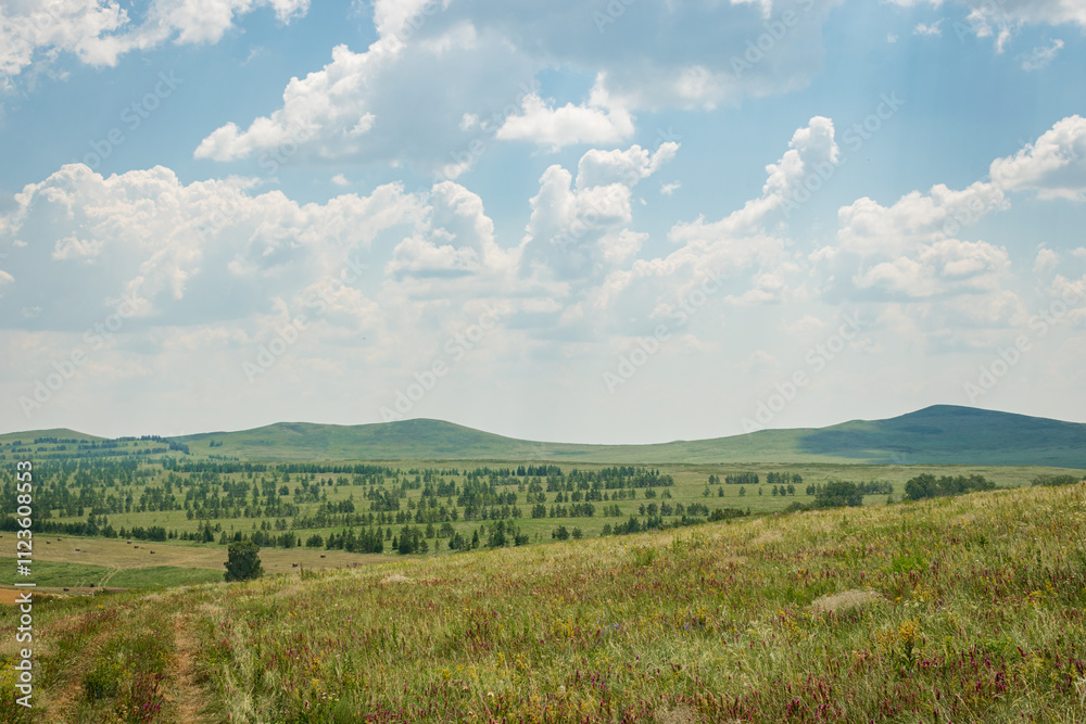 Fototapeta premium Summer hills and growing pine trees
