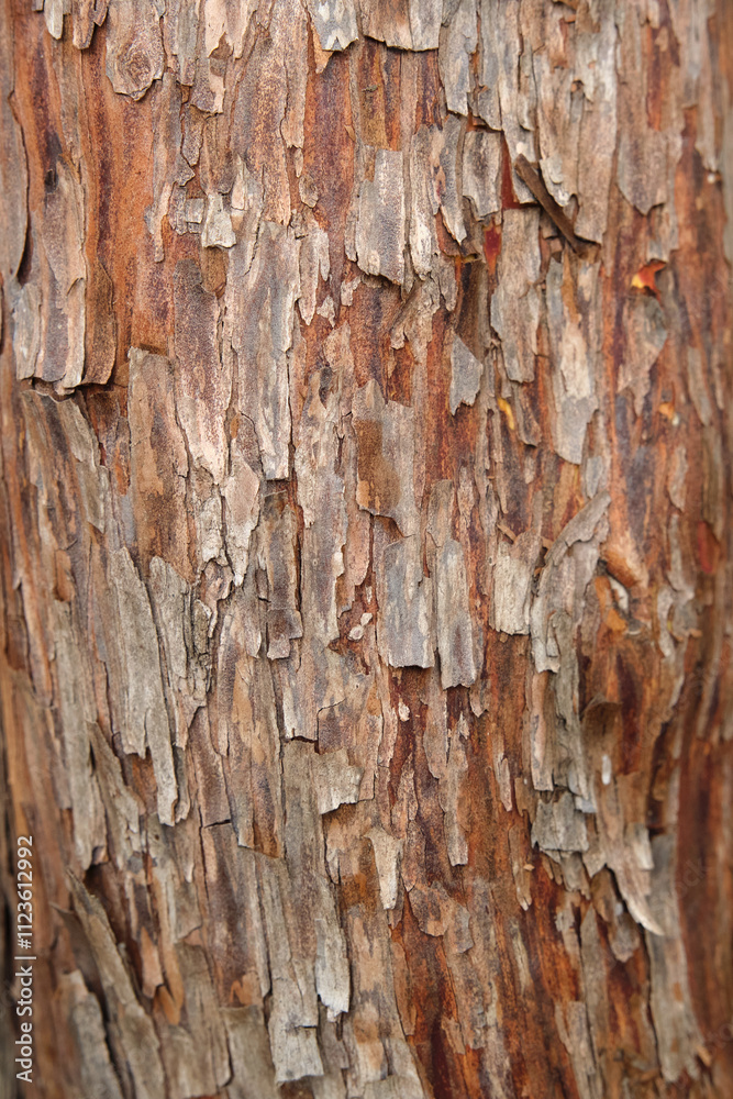 Obraz premium Close-up of a tree trunk