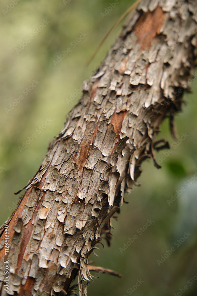 Fototapeta premium Close-up of a tree trunk