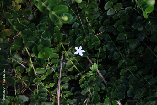 Small White Strawberry Guava Flower in Dark Leaves