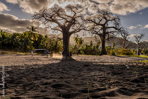 Baobab mayotte photo