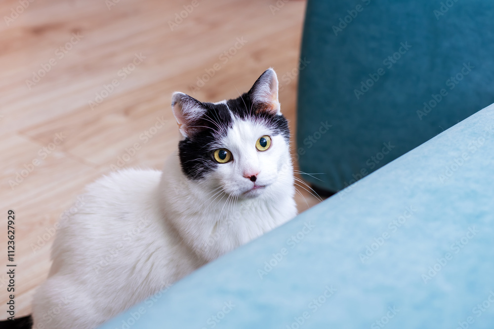Naklejka premium A charming black and white cat is comfortably sitting on a blue couch