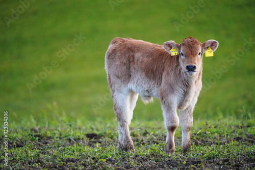 Neu geborenes Kalb photo