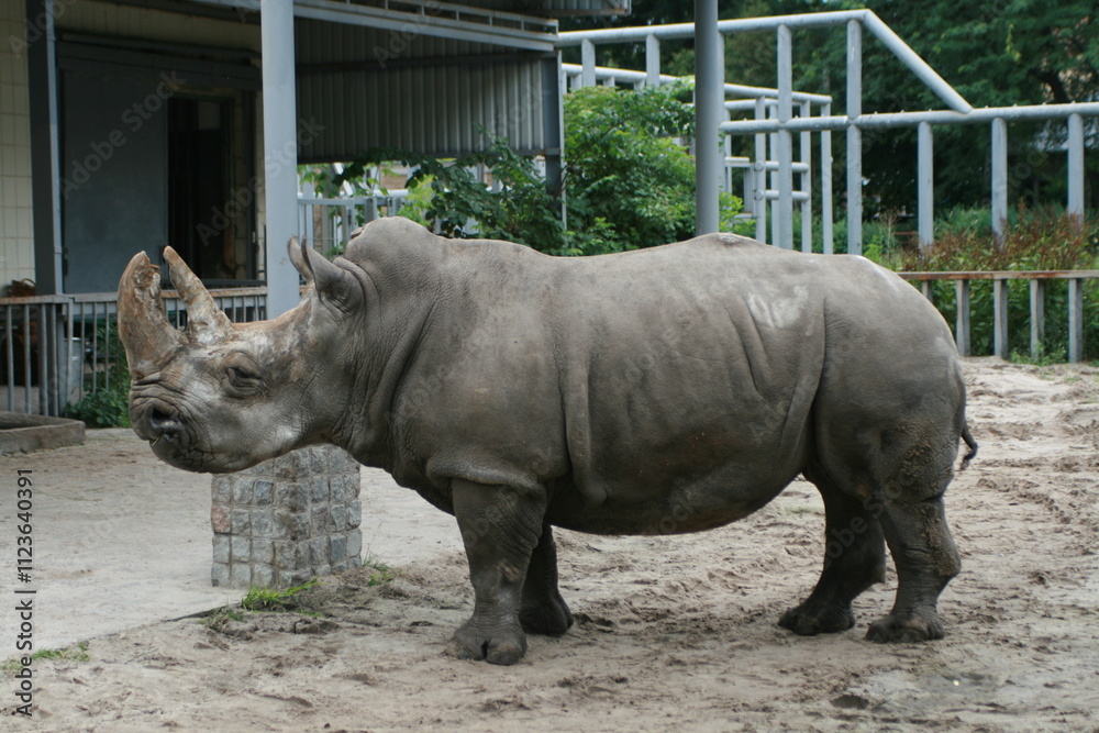 Naklejka premium rhino in the zoo